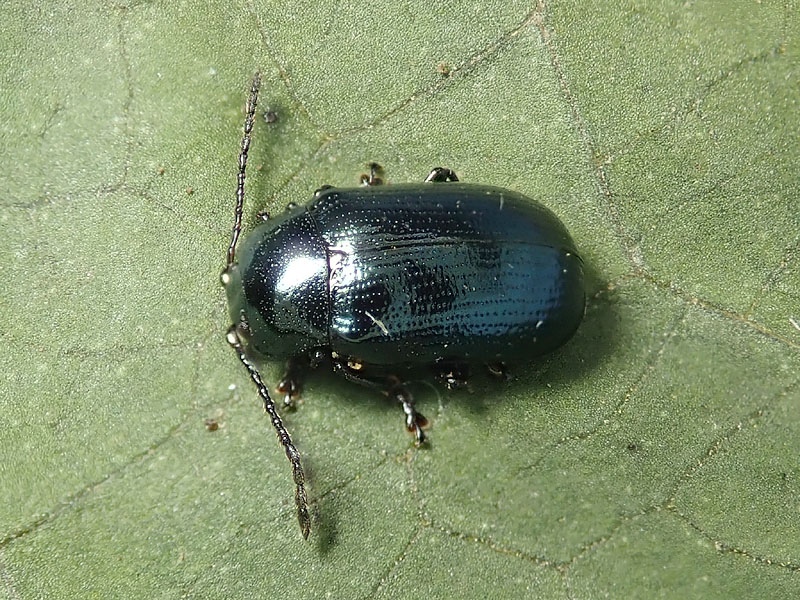 Chrysomelidae: Phaedon armoraciae? No, Phratora laticollis